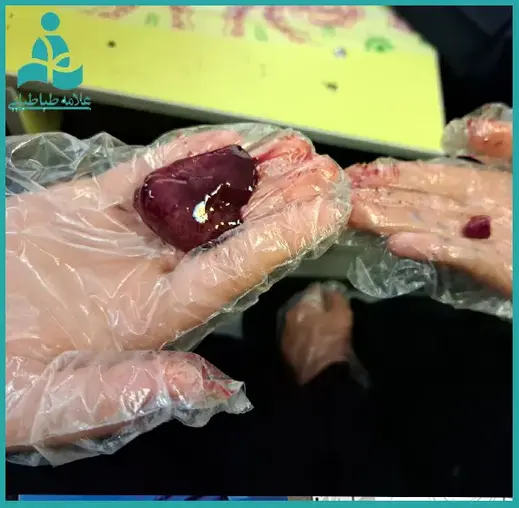 مدرسه علامه طباطبایی واحد یوسف آباد، فیلم تشریح ماهی ویژه دانش‌آموزان پایه نهم دبیرستان علامه طباطبایی واحد یوسف آباد